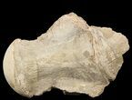 Mosasaur (Platecarpus) Dorsal Vertebra - Kansas #45661-1
